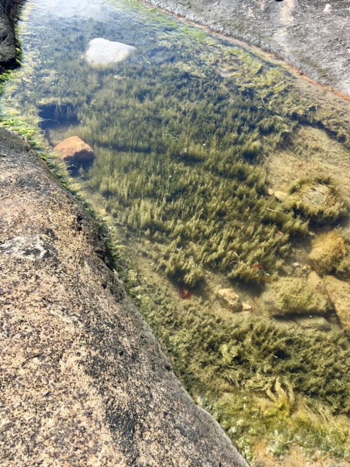 Skalná kaluž s čistou vodou a podvodnou vegetáciou, obklopená kameňmi.