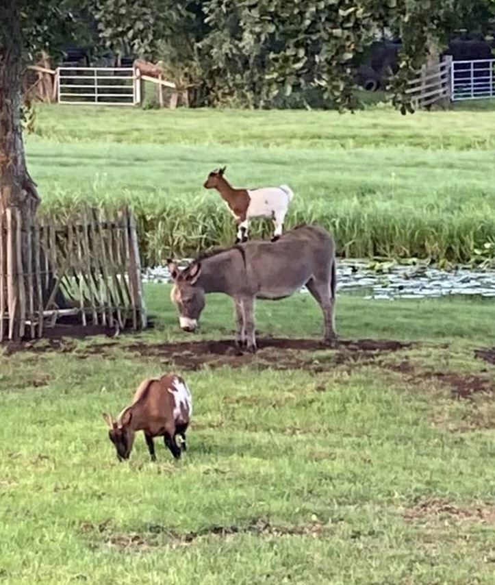 Koza stojí na somárovi v zelenej ohrade, zatiaľ čo druhá koza sa pasie, idylická scéna na farme.