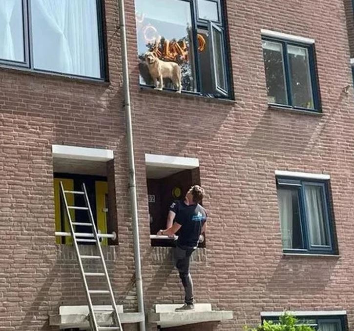Pes na okne tretej poschodia bytového domu, pozorovaný mužom zdola, pripravený pomocou rebríka.