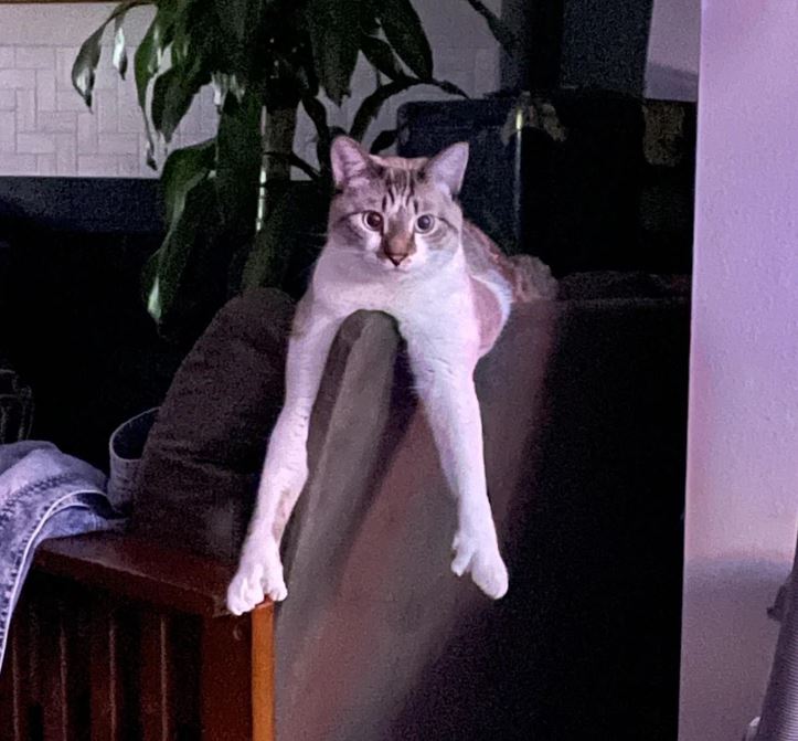 Mačka leží so zavesenými labkami na operadle kresla v obývacej izbe.