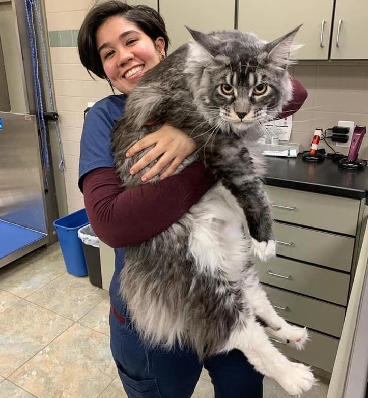 Žena drží veľkú mačku Maine coon na veterinárnej klinike, úsmev na tvári a šedo-biely kožuštek mačky.