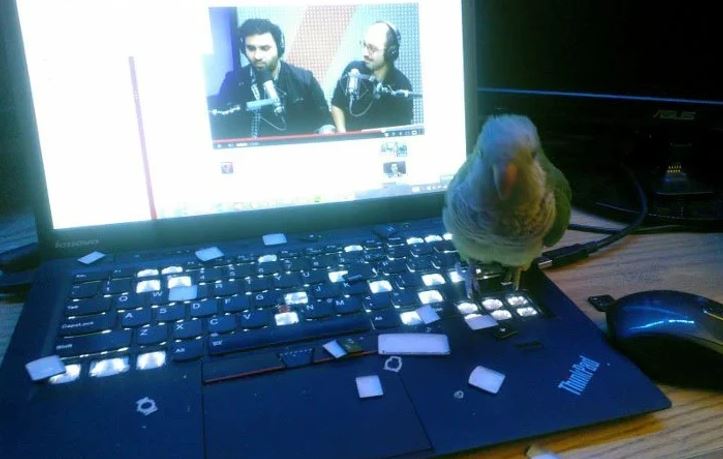 Papagáj na klávesnici notebooku pri sledovaní videorozhovoru na obrazovke.