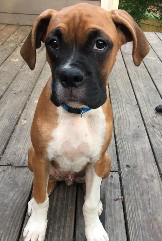 Hnedý boxer sedí na drevenej terase, pozorne sleduje okolie, má bielu hruď a modrý obojok.