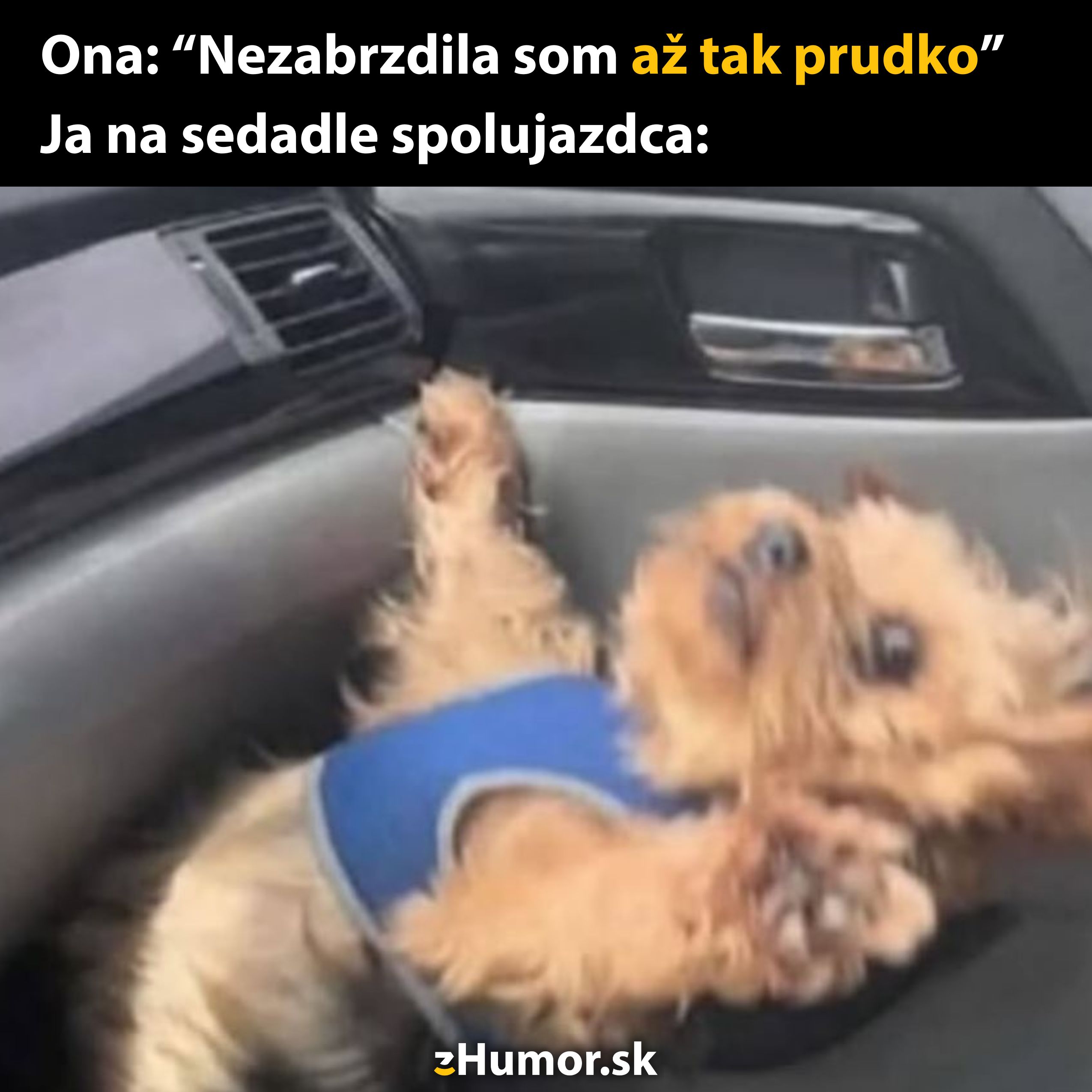 Pes na sedadle auta s vystrašeným pohľadom, reakcia na prudké brzdenie vodiča.