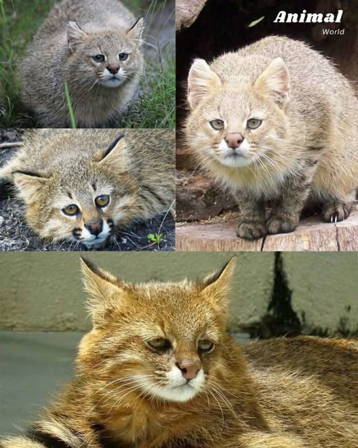 Koláž štyroch fotografií zobrazuje divoké mačky v rôznych prostrediach a pozíciách.