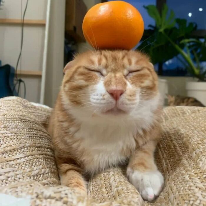 Mačka s mandarínkou na hlave relaxuje na pohovke v interiéri s rastlinami.