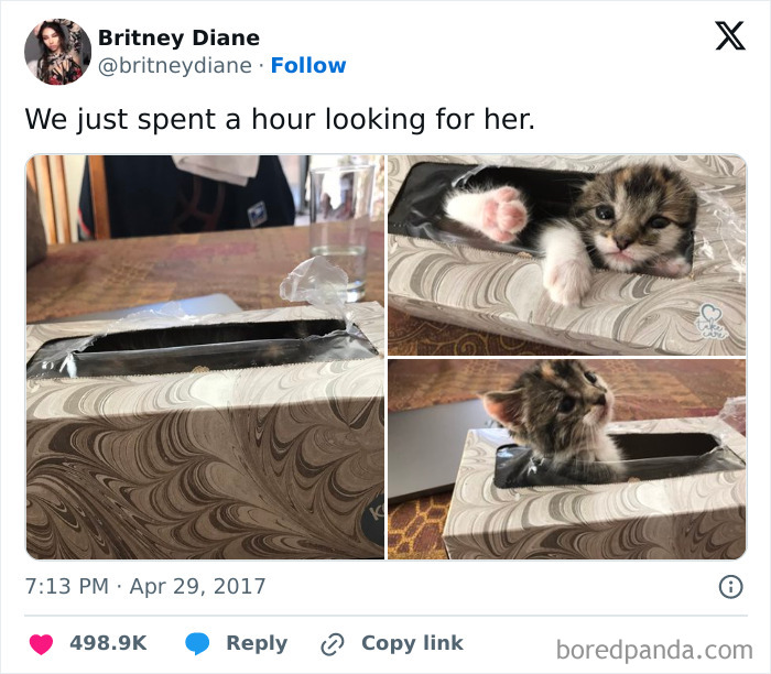 Mačiatko sa skrýva v škatuľke od papierových vreckoviek, pričom vyzerá roztomilo a spokojne.