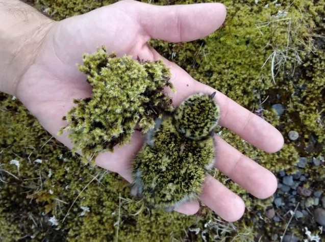 Ruka držiaca mláďa vtáka, ktoré sa maskuje ako mach v prírode.