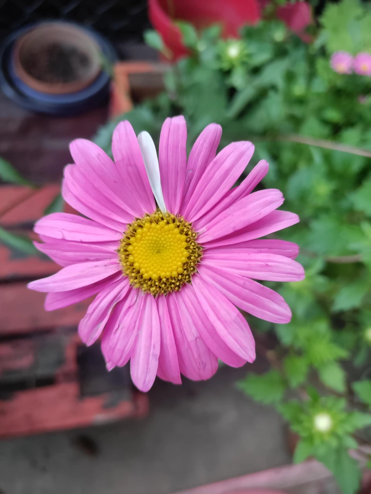 Ružová margaréta s jedným bielym lupienkom na pozadí zelene v kvetináči.