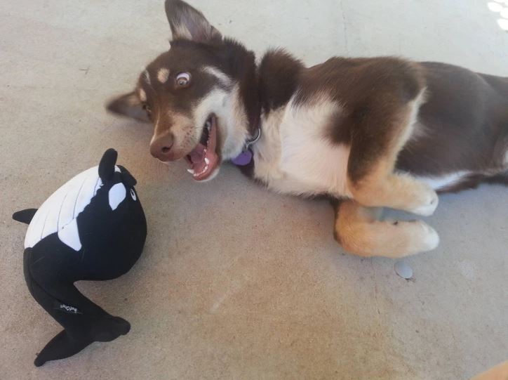 Pes si hrá so svojou obľúbenou hračkou, plyšovou kosatkou, na betónovej podlahe vonku.