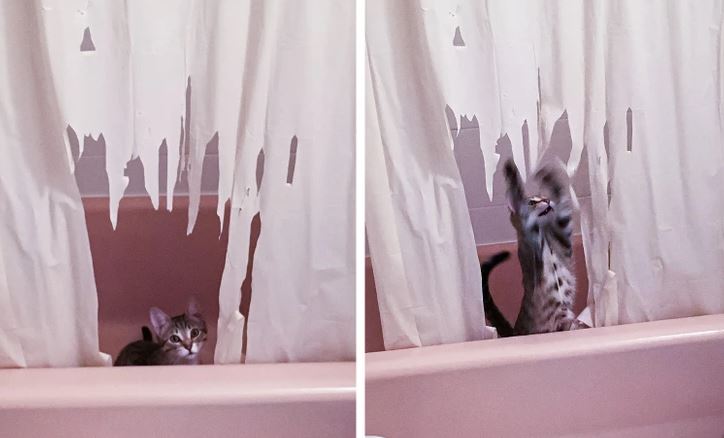 Mačka hrajúca sa so sprchovým závesom v kúpeľni, s poškodeným závesom ako výsledok jej zábavy.