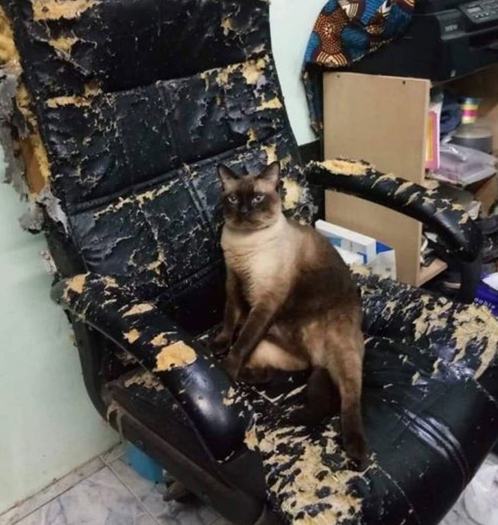Mačka sedí v opotrebovanej kancelárskej stoličke, obklopená potrhaným čalúnením.