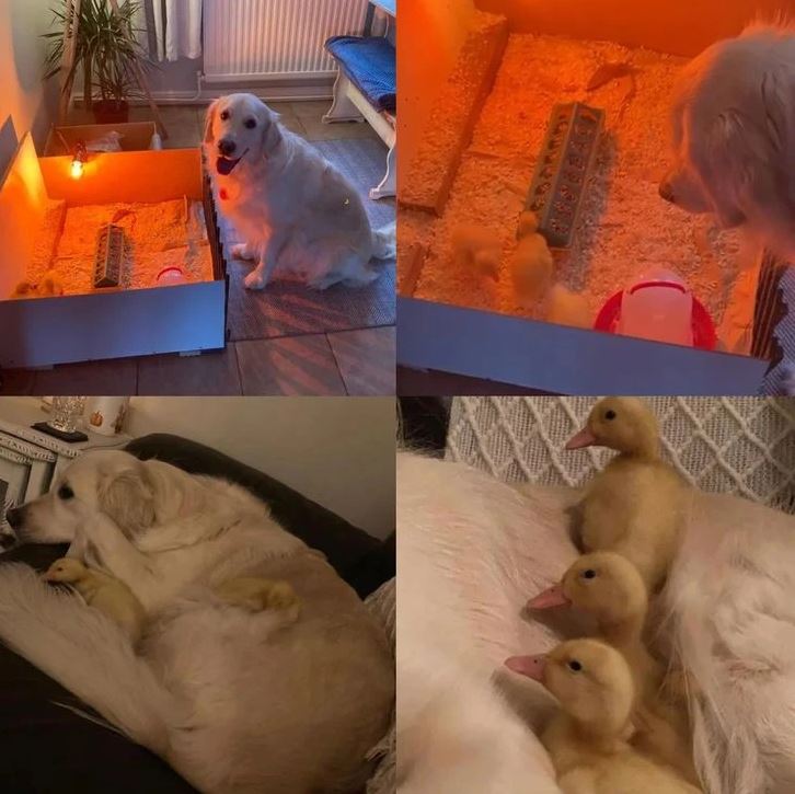 Pes starajúci sa o káčatká: pes pri krabici s káčatkami a káčatká pri ňom odpočívajú, symbol lásky a starostlivosti.