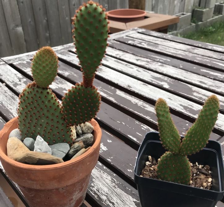 Dva kaktusy v kvetináčoch na drevenom stole vonku.