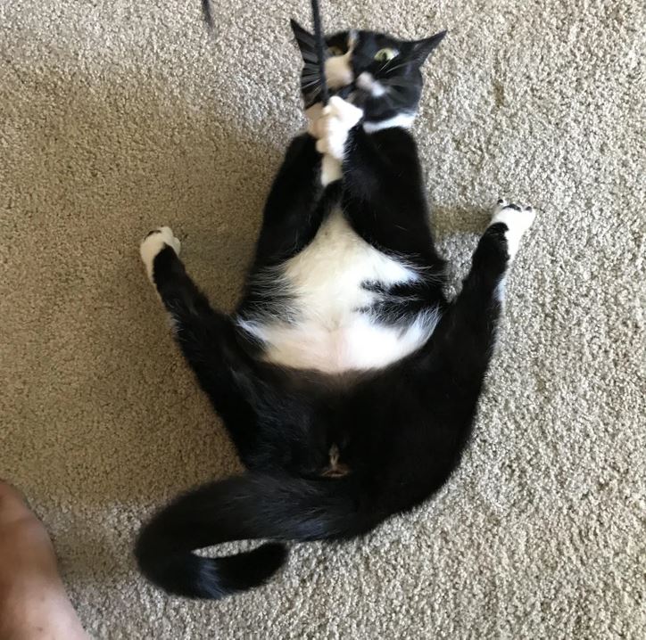 Mačka leží na chrbte a hrá sa s hračkou na koberci v obývačke.