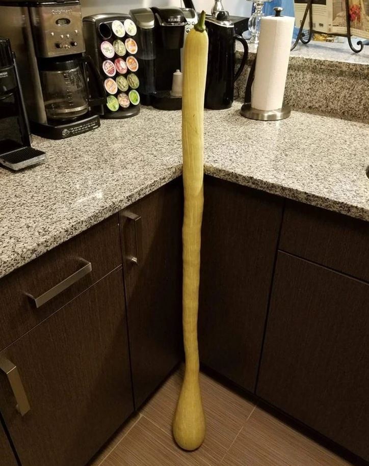 Obrovská tekvica vo zvislej polohe v kuchyni vedľa kávovarov na žulovej doske.