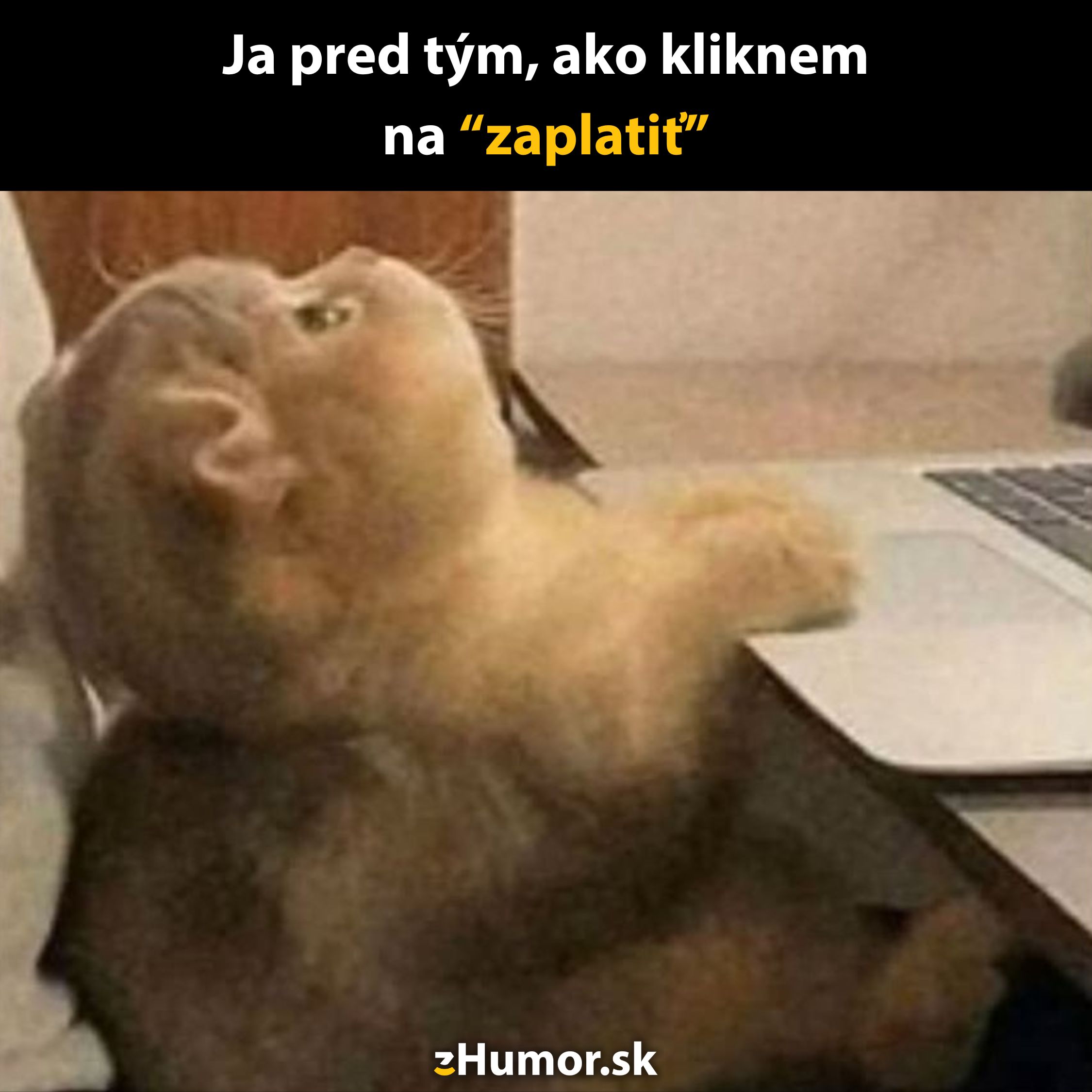 Mačka sa pozerá na notebook, váha pred kliknutím na tlačidlo zaplatiť.