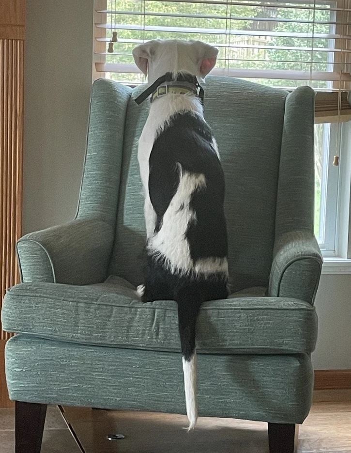 Pes sediaci na kresle pozerá cez žalúzie von z okna.