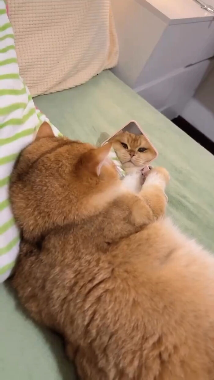 Mačka leží na posteli a pozerá sa na svoj odraz v malom zrkadle.