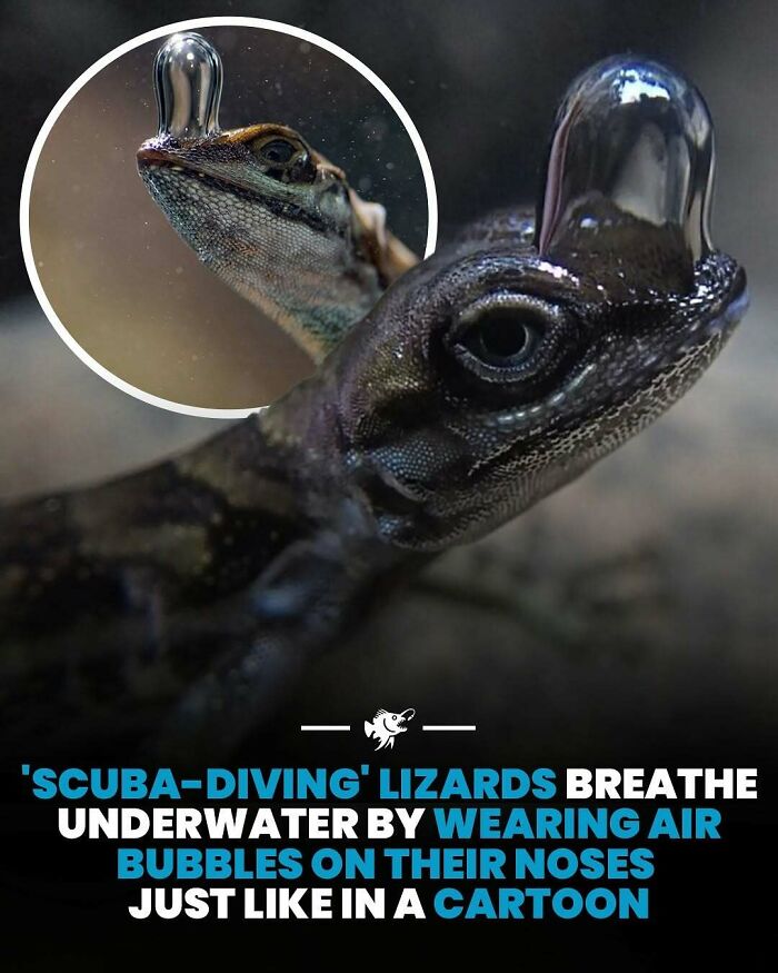 Jašterica s bublinou na nose dýcha pod vodou. Unikátna adaptácia ako z kresleného filmu.