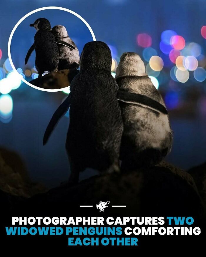 Dva tučniaky spolu stoja na skale pri mori v noci, obklopené farebnými svetlami v pozadí.