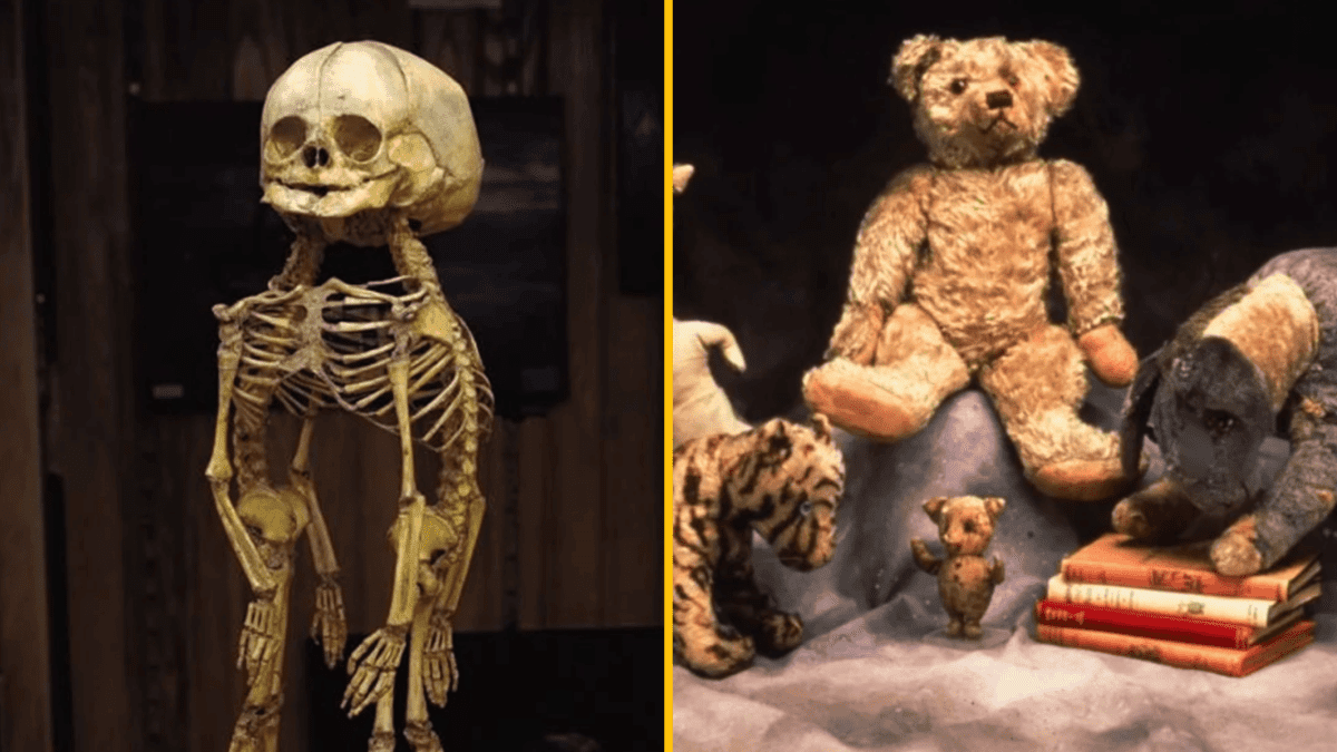 Kostra humanoida vedľa plyšových hračiek: mix reality a fantázie, kontrast medzi anatómii a detskou hrou.