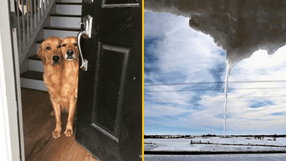 Dve zlaté retrívre nazízajú cez pootvorené dvere; ľadový cencúľ visí z oblakov na zasneženú krajinu.