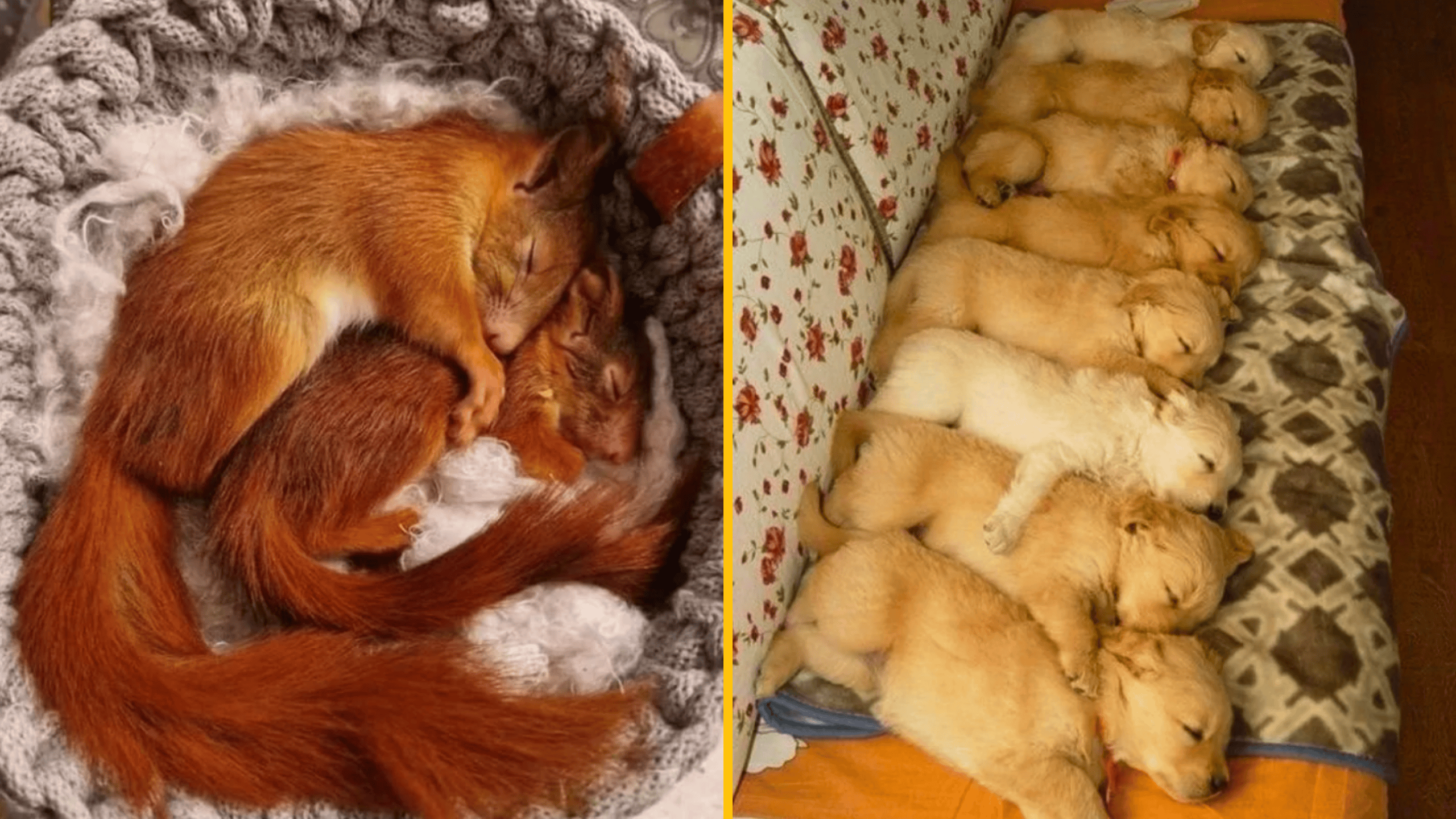Spiace veveričky v hniezde a šteňatá na pohovke. Roztomilé a pokojné chvíle zvieratiek.