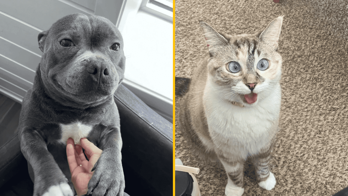 Šedý pes a nadšená mačka vedľa seba, u oboch jedinečné výrazy tvári.