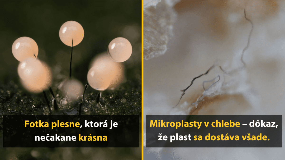 Pleseň a mikroplasty v detaile: nečakaná krása a varovanie o všadeprítomnom plaste.