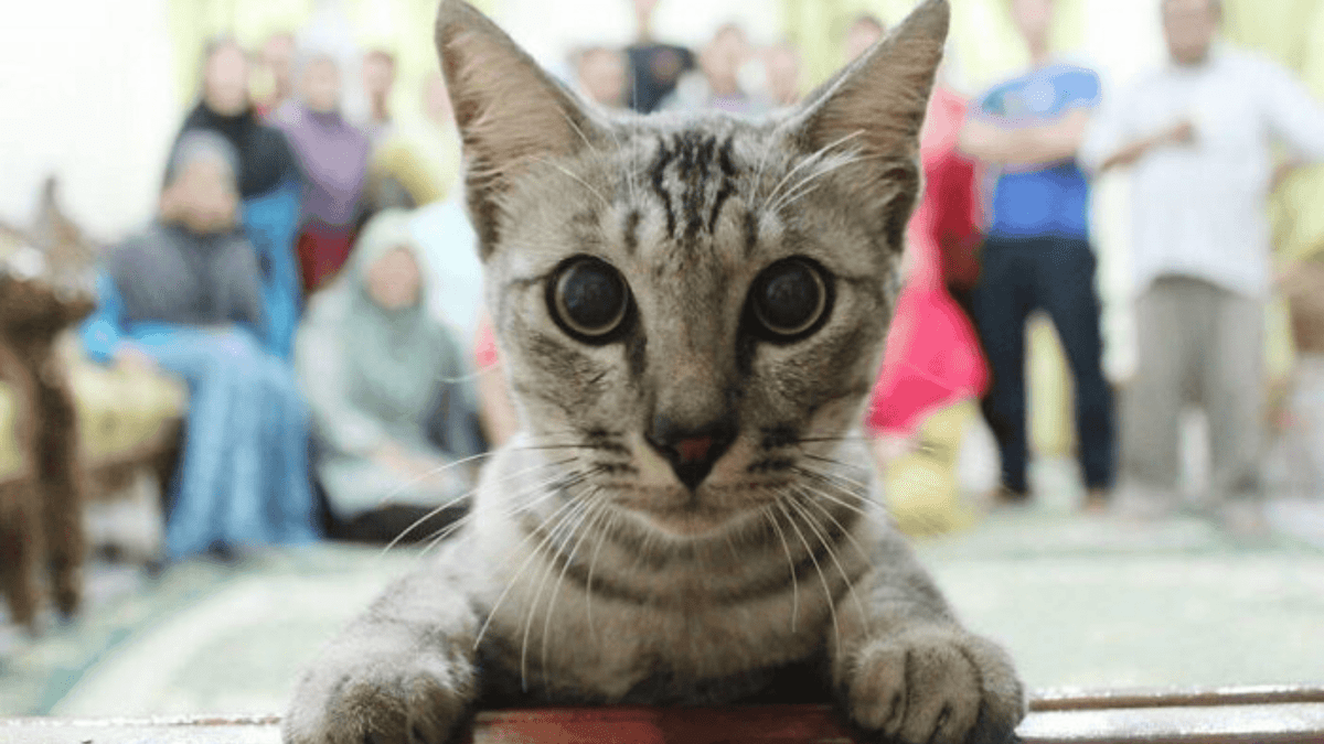 Šedá mačka zvedavo pozoruje objektív, v pozadí je rozmazaná skupina ľudí.