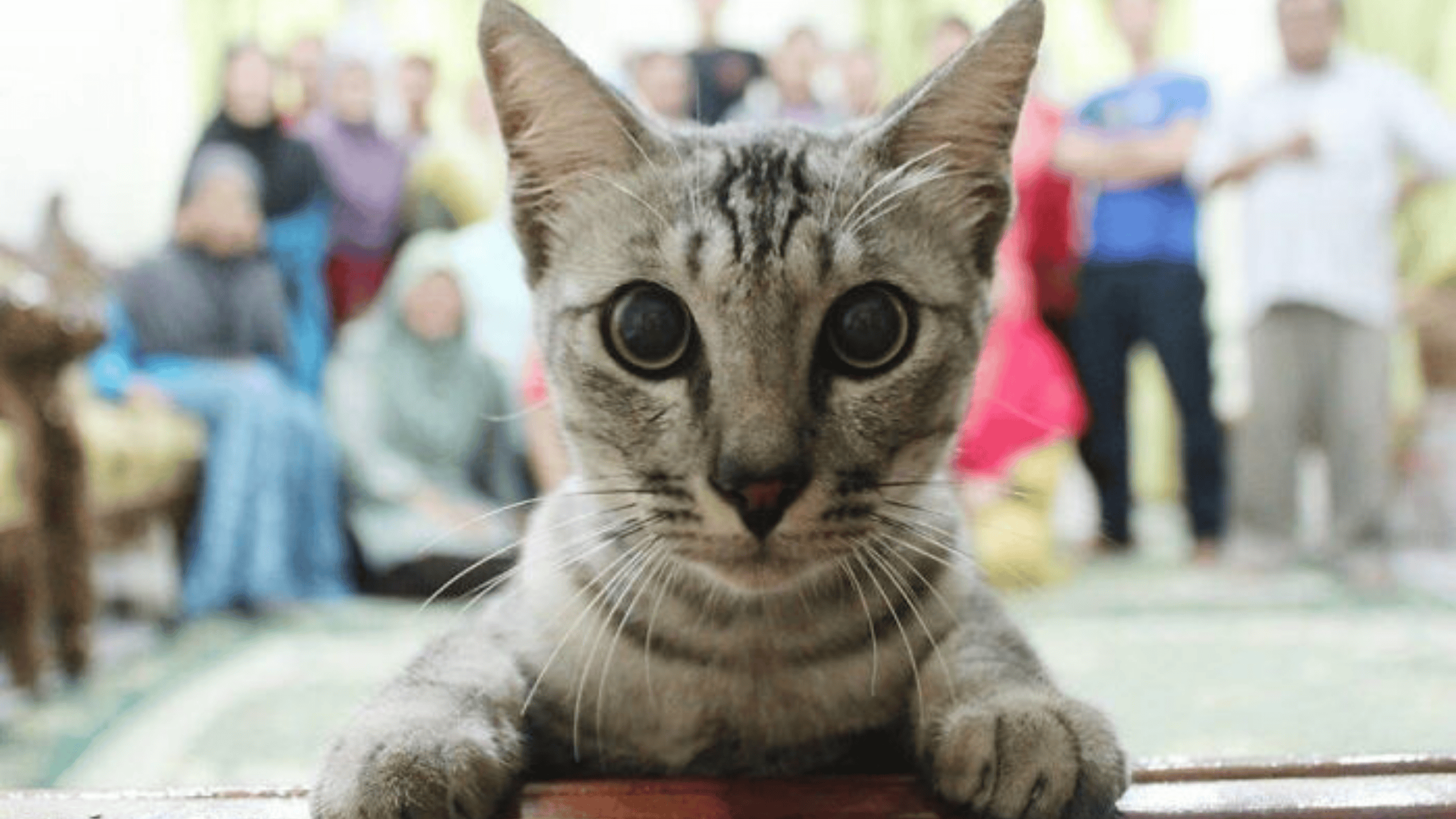 Šedá mačka zvedavo pozoruje objektív, v pozadí je rozmazaná skupina ľudí.