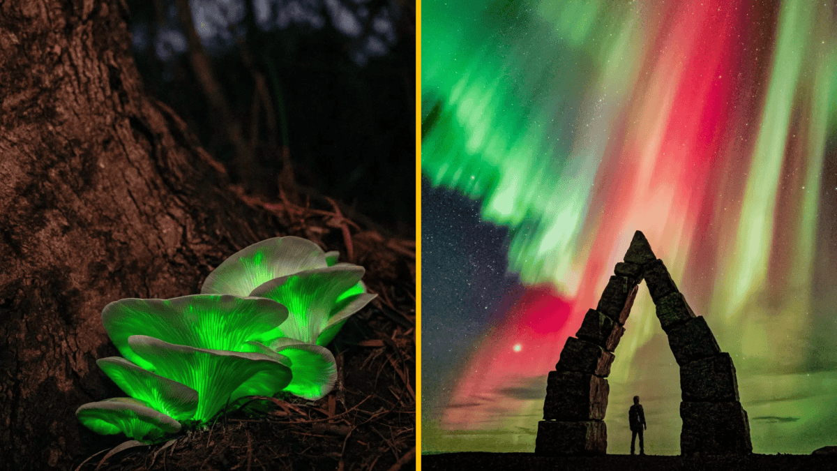 Bioluminiscenčné huby pri kmeni stromu a človek pod polárnou žiarou pri kamennej bráne.