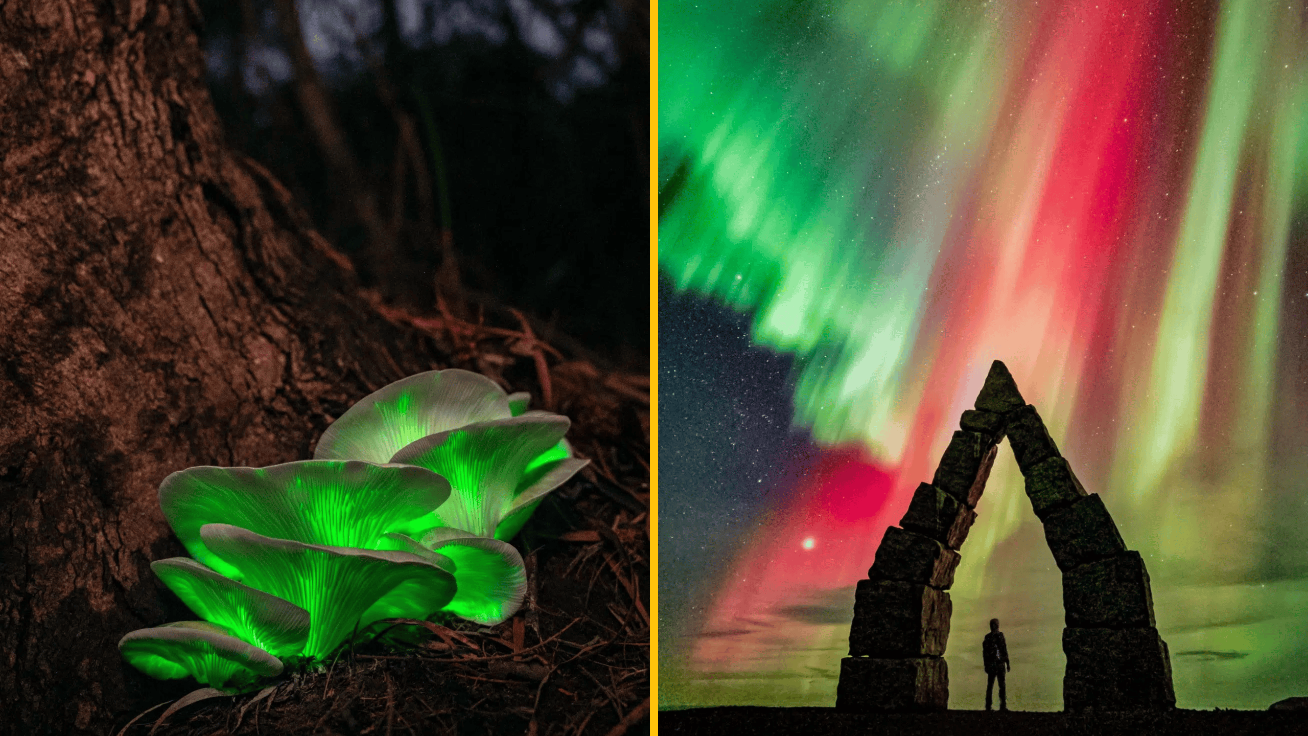 Bioluminiscenčné huby pri kmeni stromu a človek pod polárnou žiarou pri kamennej bráne.