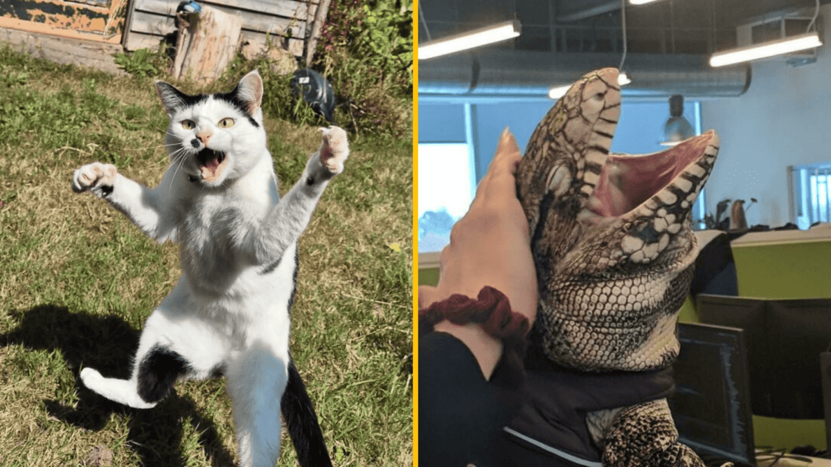 Mačka skáče s rozpaženými labkami na záhrade; vedľa sa človek hrá s jaštericou v kancelárii.