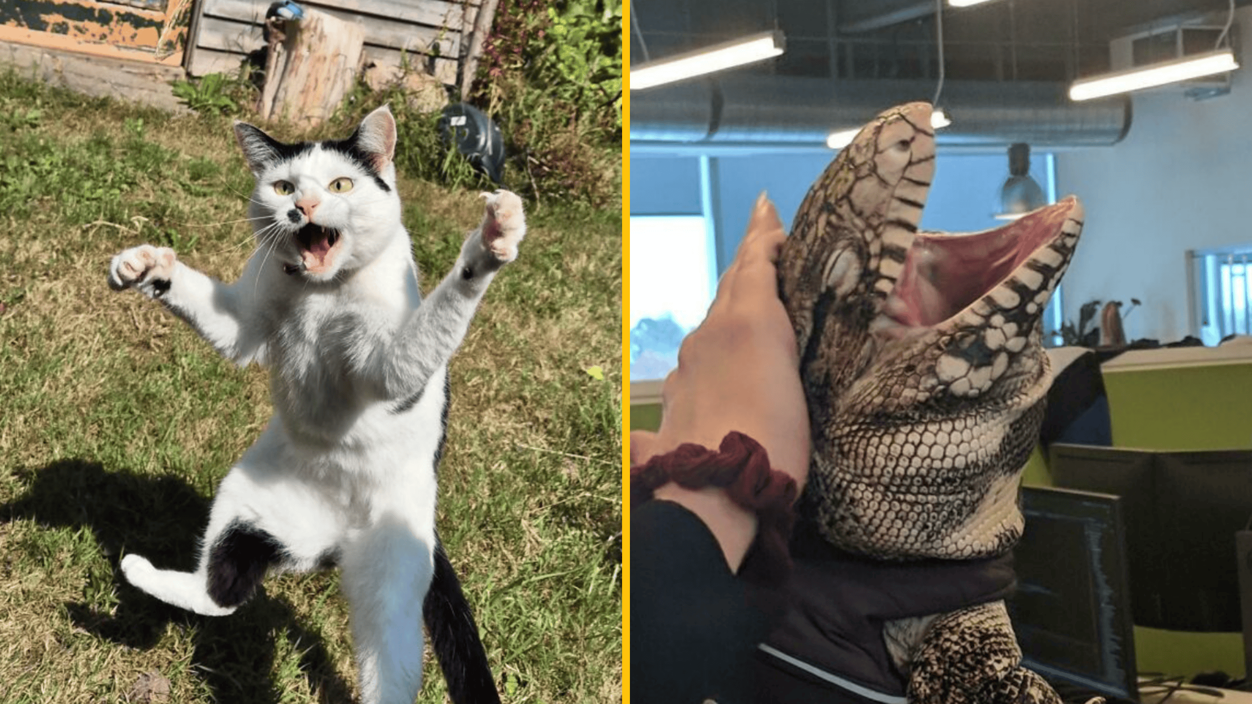 Mačka skáče s rozpaženými labkami na záhrade; vedľa sa človek hrá s jaštericou v kancelárii.