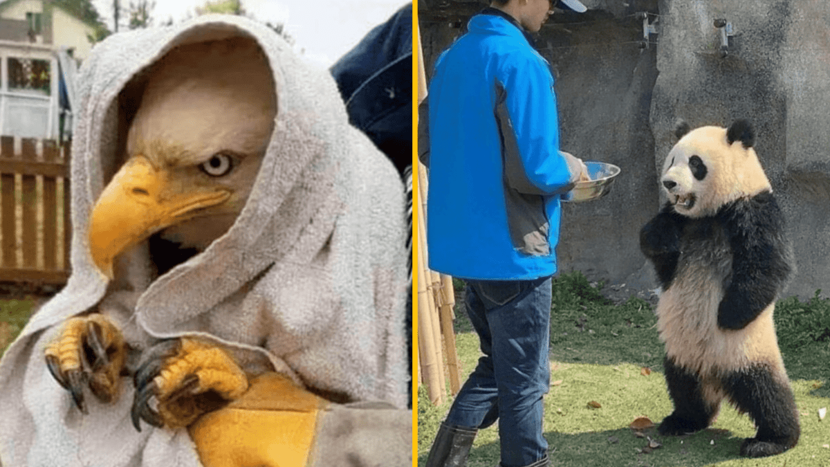 Orol v utierke so zábavným výrazom, panda pri kŕmení od človeka v modrej bunde, komická scéna zo zvieracej ríše.
