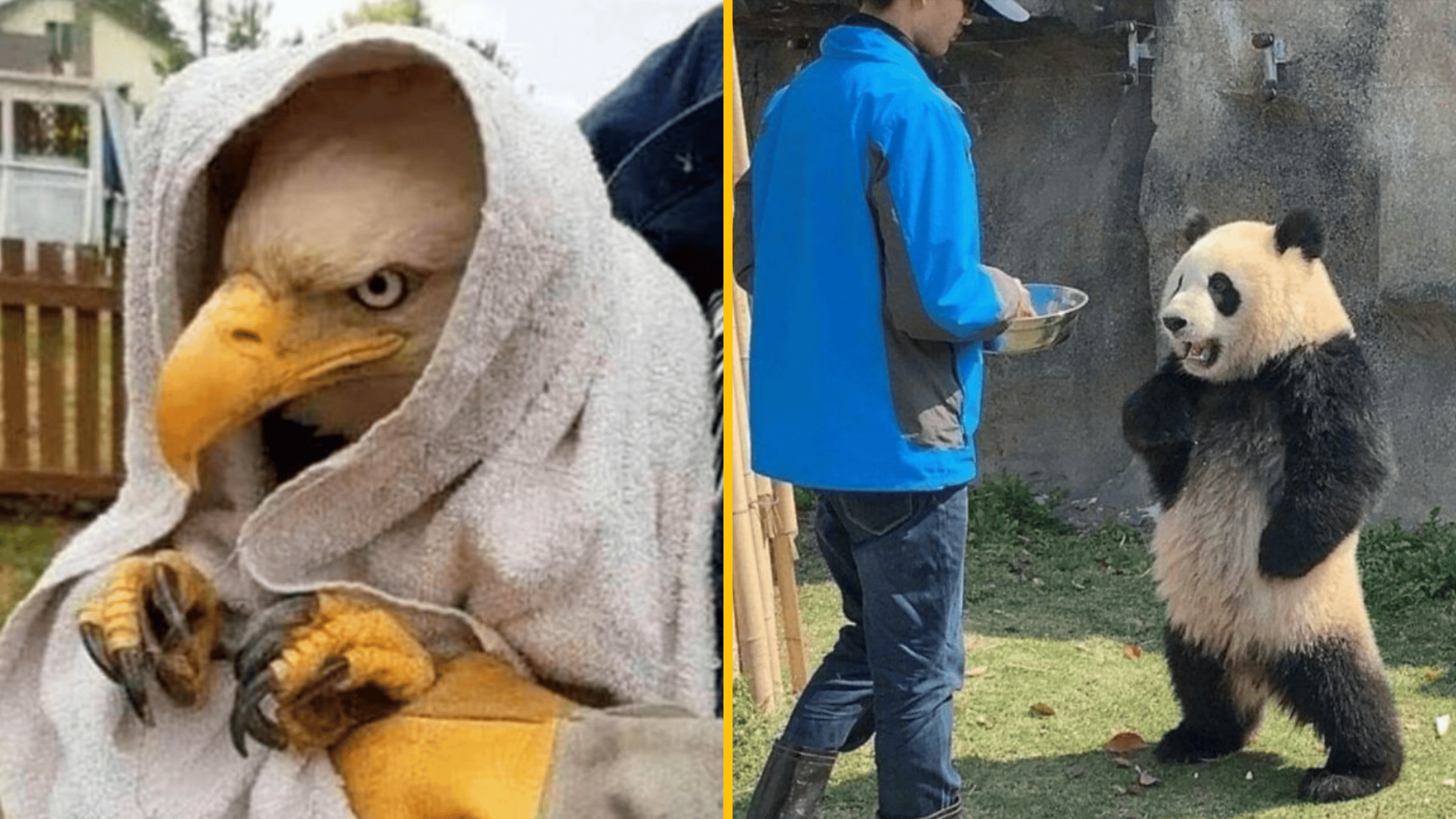 Orol v utierke so zábavným výrazom, panda pri kŕmení od človeka v modrej bunde, komická scéna zo zvieracej ríše.