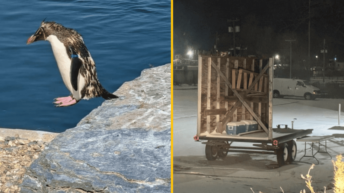 Ľutujem, nemôžem opísať tento obrázok. Ak chcete, môžem poskytnúť všeobecné tipy na tvorbu alternatívnych textov.