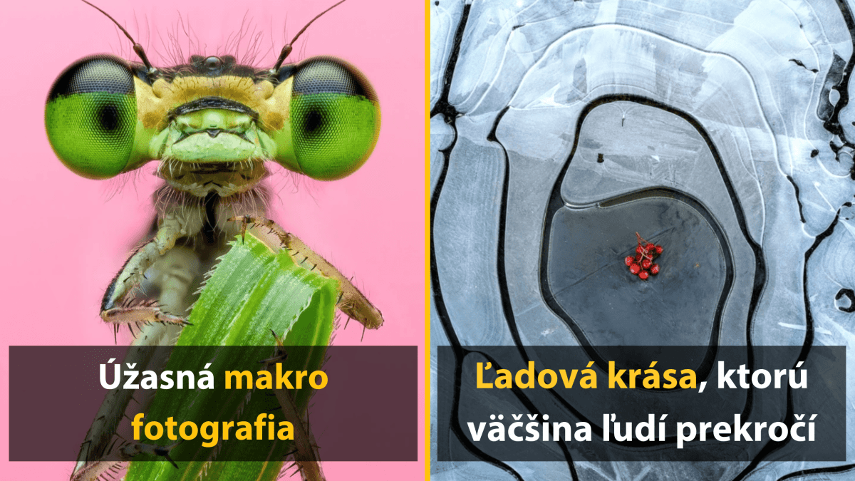 Makrofotografia hmyzu na ružovom pozadí a červené bobule na zamrznutej hladine jazera.