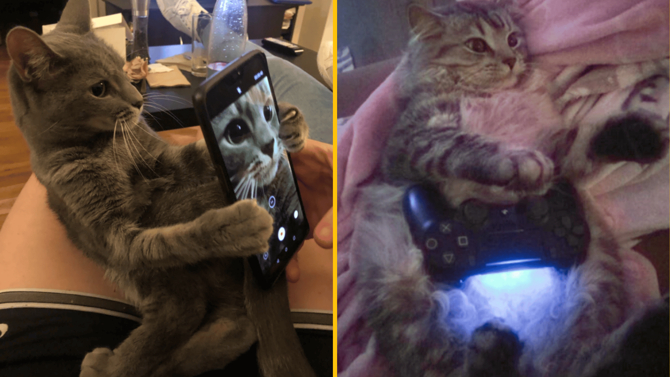 Mačka držiaca telefón a druhá s herným ovládačom. Roztomilé momenty s domácimi miláčikmi.