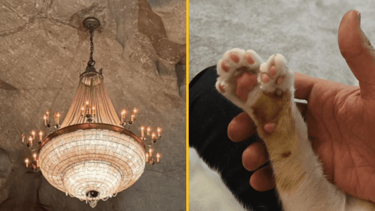 Luxusný luster v jaskyni vedľa mačacej labky držiacej človeka pre humoristický kontrast.