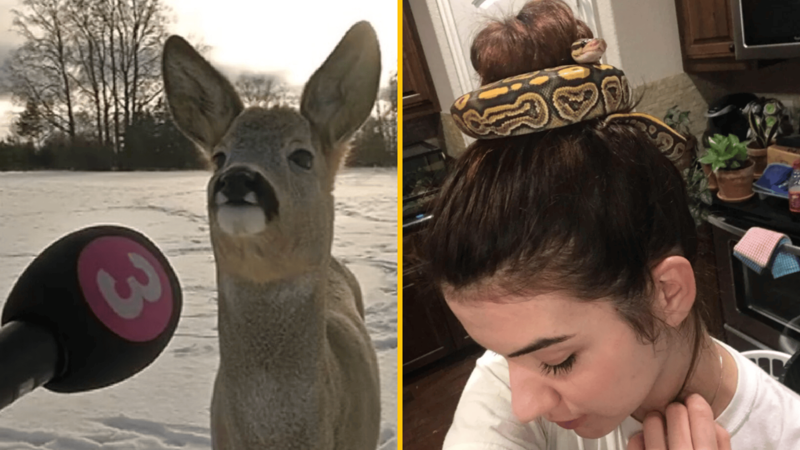 Jeleň sa pozerá na mikrofón v zasneženej krajine, had na žene ako klobúk v kuchyni.