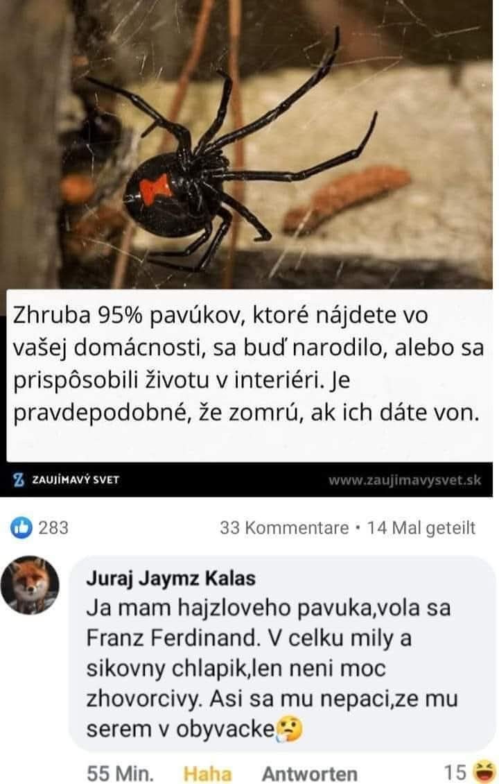 Pavúk v interiéri: 95% pavúkov žije v domácnostiach, kde sa narodili alebo prispôsobili; vonku ich čaká smrť.