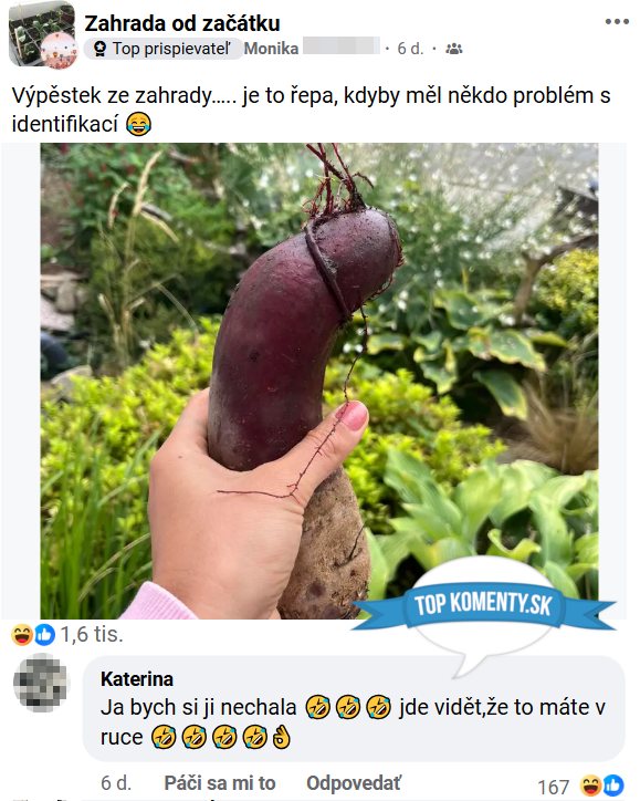 Osoba drží veľkú, nezvyčajne tvarovanú repu na záhrade v ruke.