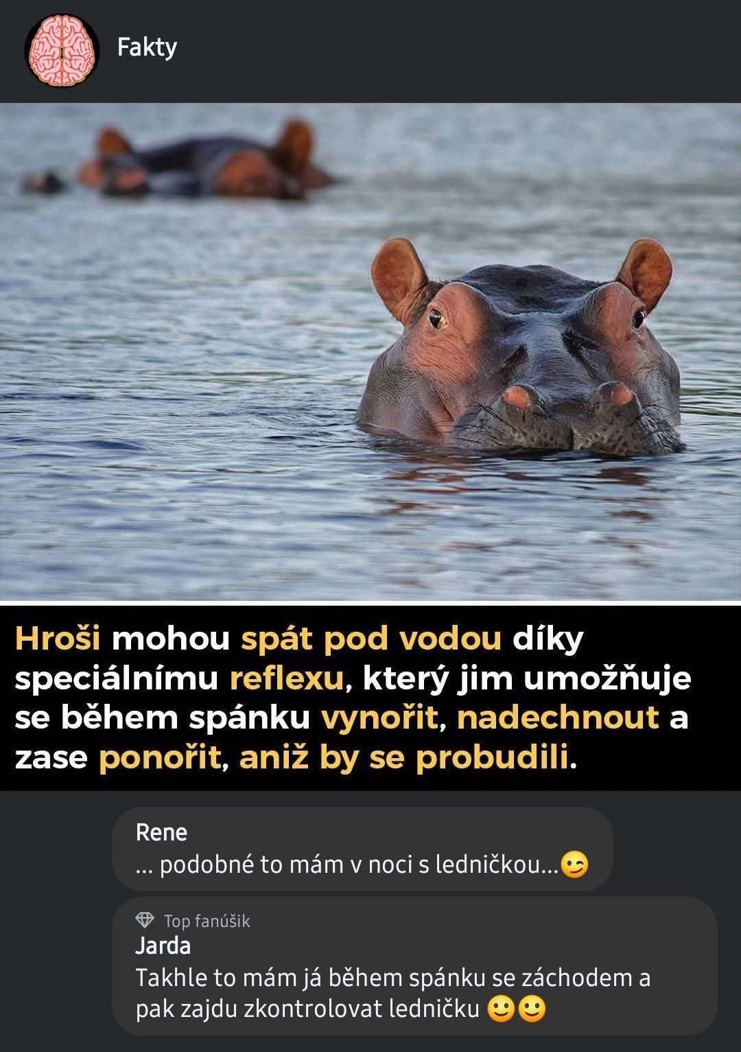 Hroch ponorený vo vode, ilustrujúci ich schopnosť dýchať počas spánku bez prebudenia.