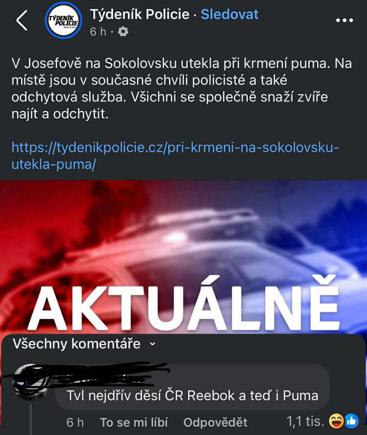 Puma ušla v Josefove na Sokolovsku, polícia a odchytová služba pátrajú. Sledujte aktuálne správy.