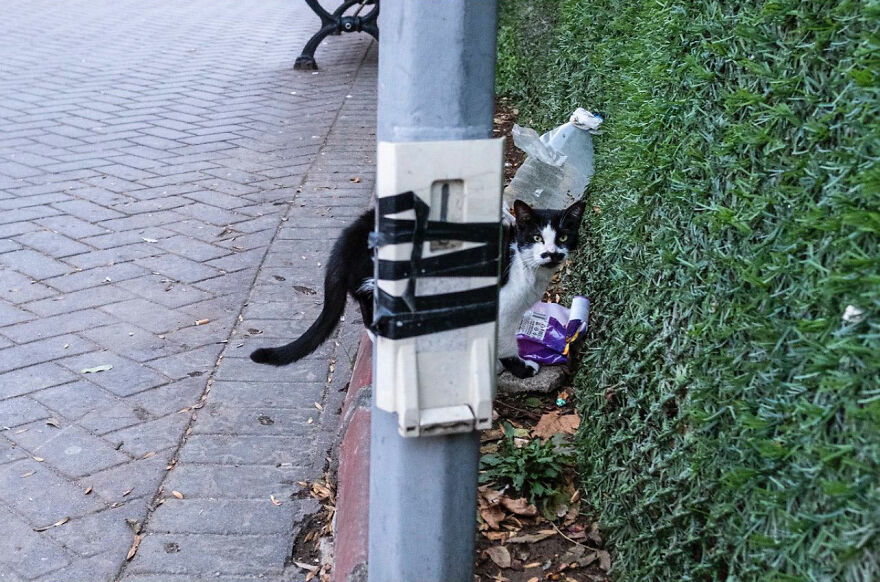 Čierno-biely kocúr sleduje okolie z úkrytu za zeleným plotom, vedľa odpadky na chodníku.