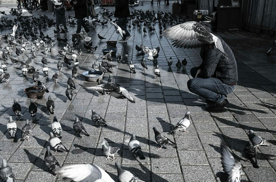 Osoba kŕmiaca holubov na dlažbe, obklopená množstvom vtákov v pohybe, vytvára dynamickú mestskú scénu.