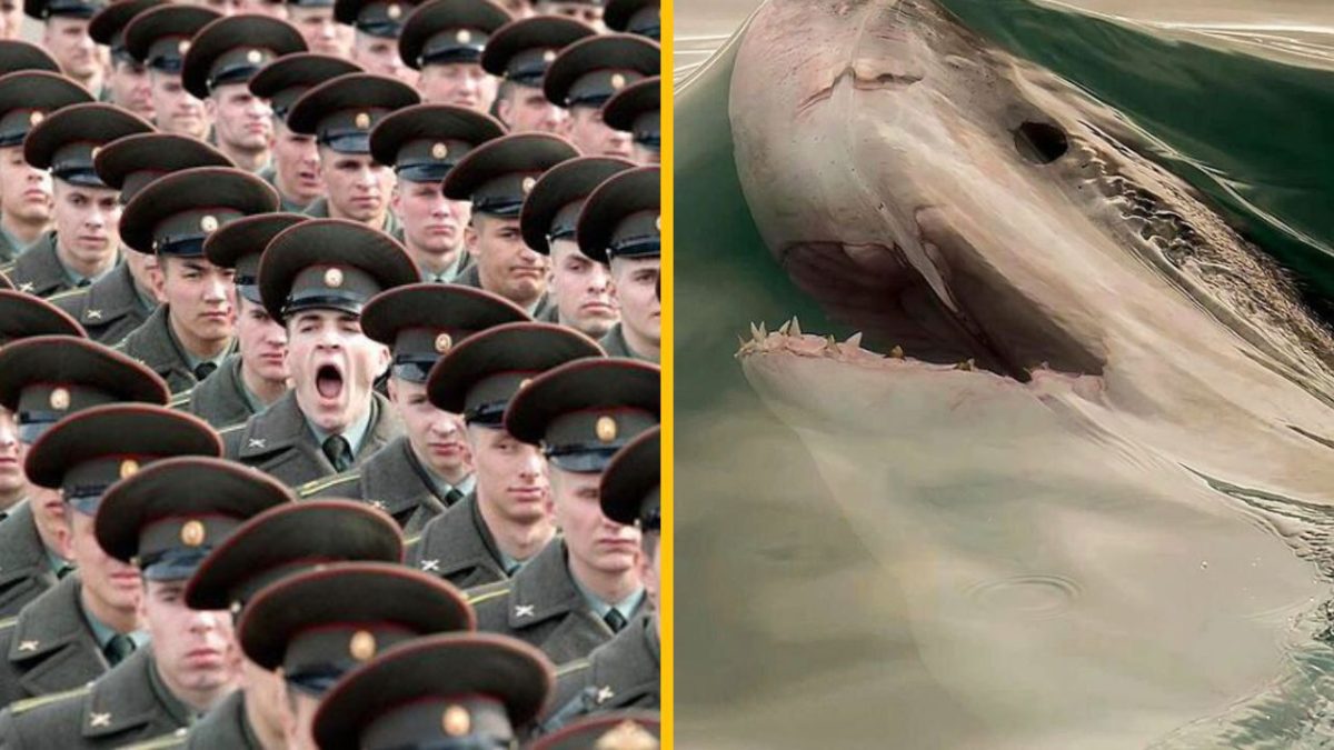 Skupina vojakov vo formácii, jeden zíva; vpravo zubatý žralok vo vode. Kontrast medzi zaujatím a prírodou.